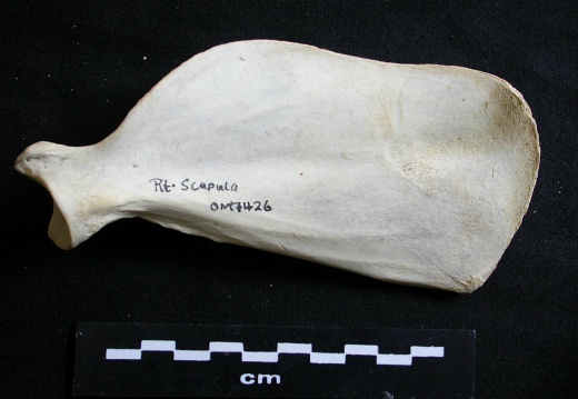 Scapula : vue médiale