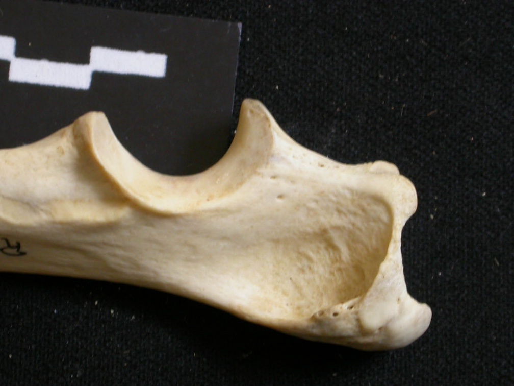 Ulna : partie proximale