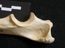 Ulna : partie proximale
