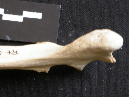 Ulna : partie proximale