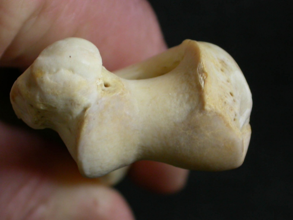 Humérus : extrémité distale