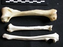 Humérus, radius et ulna