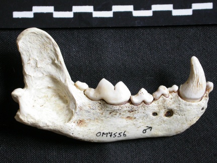 Mandible