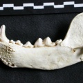 Mandibule