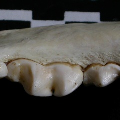 Dentición inferior