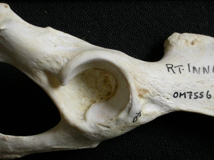 Coxal: acetabulum