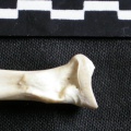 Gg-Raprox1.jpg