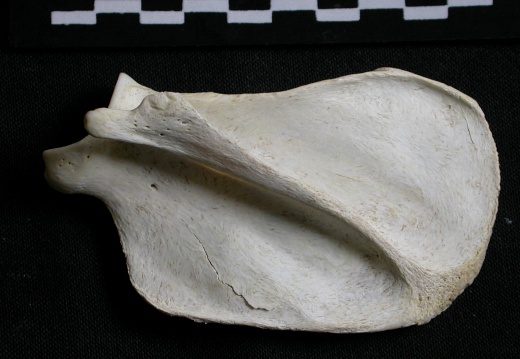 Scapula: side view