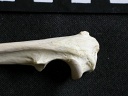 Ulna : partie proximale
