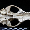 Skull: ventral sight