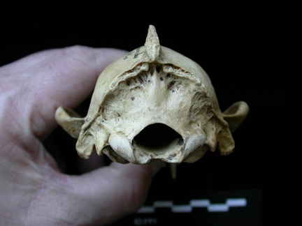 Skull: posterior view