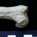 Mm-Huprox1.JPG