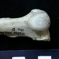 Humerus: proximale part