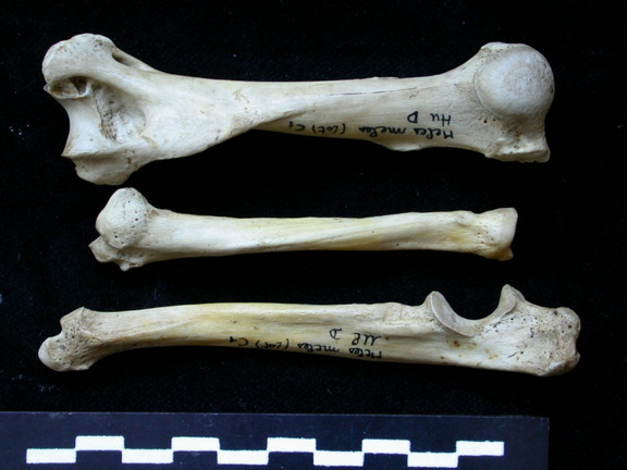 Humerus,radius and ulna