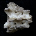 Mm-Sacr1.JPG
