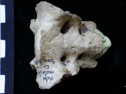 Sacrum