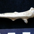  Ulna: proximale part