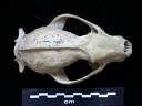 Skull: frontal sight
