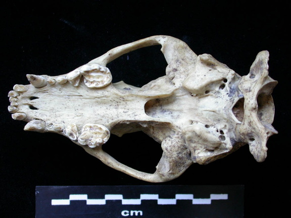 Skull: ventral sight