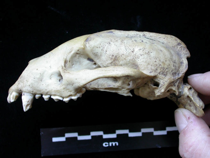 Cráneo: vista lateral izquierda