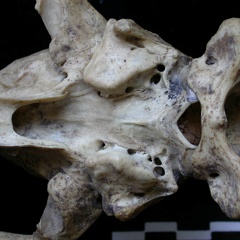 Cráneo: vista ventral