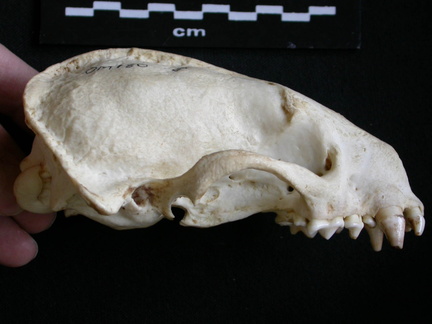 Skull: right side sight