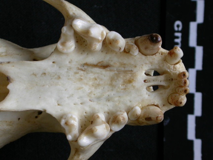 Crâne : vue ventrale