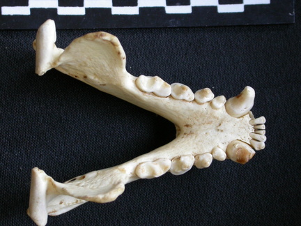 Mandíbulas