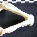 Mandibules