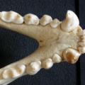 Mandibules