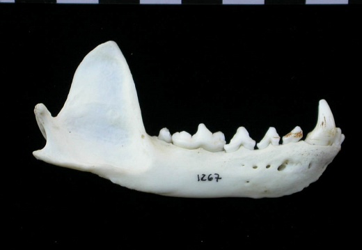 Mandible