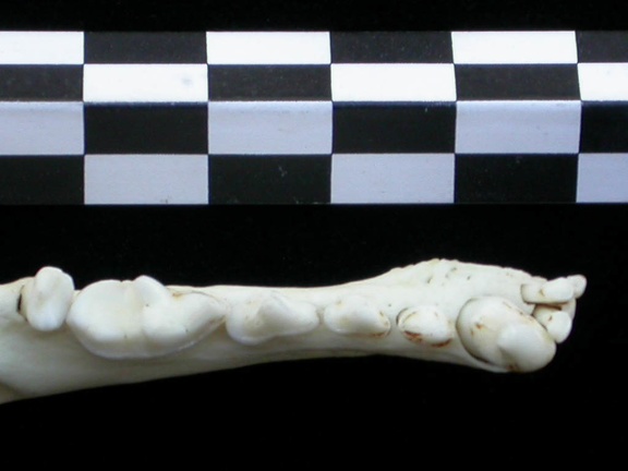 Dentition inférieure (16147 visites) Lutra lutra - Mâle - Adulte - Élément droitCollection : Centre d'Investigation Portugais d'Arché... Dentition inférieure