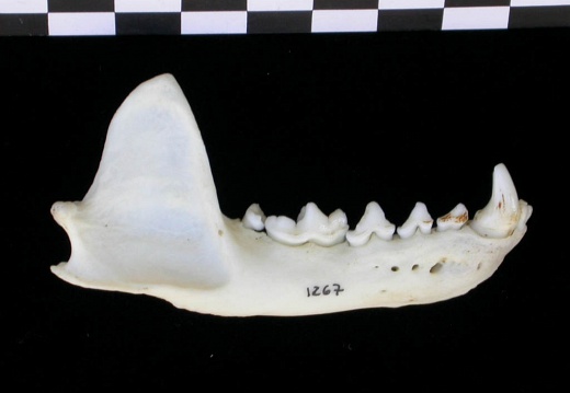 Mandibule