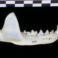 Mandibule