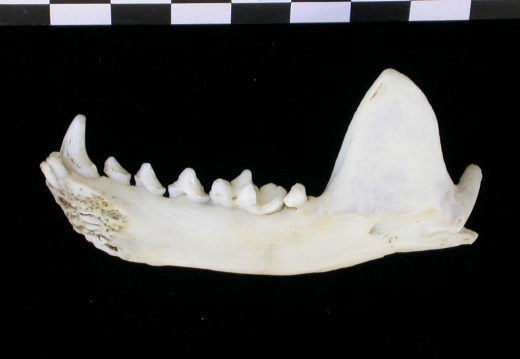 Mandible