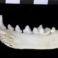 Mandibule (9023 visites) Lutra lutra - Mâle - Adulte - Élément droitCollection : Centre d'Investigation Portugais d'Arché... Mandibule