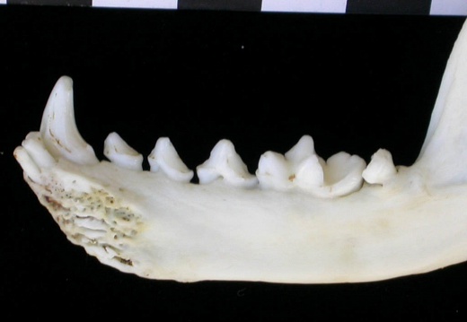 Mandible