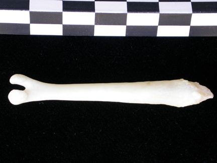  Baculum 