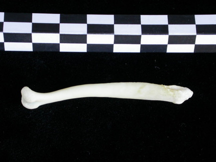  Baculum 