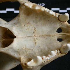 Skull: ventral sight