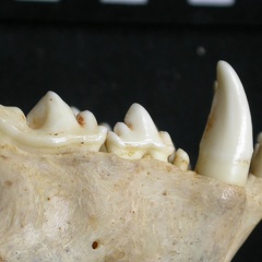 Dentition supérieure