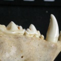 Dentition supérieure