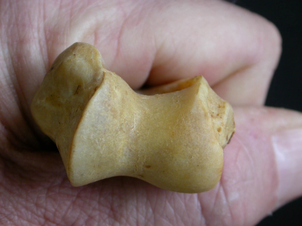 Humérus : extrémité distale