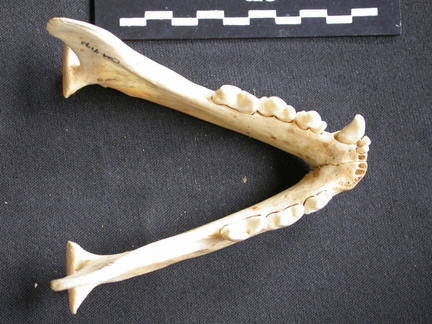 Mandibules