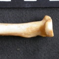 Aj-Raprox2.jpg