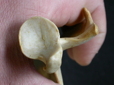  Escápula : vista ventral