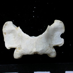 Chat sauvage (jeune)