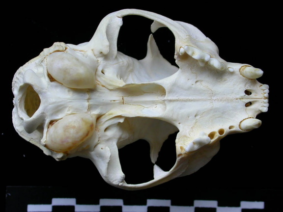 Skull: ventral sight