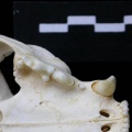 Fs-Dentsup1.JPG