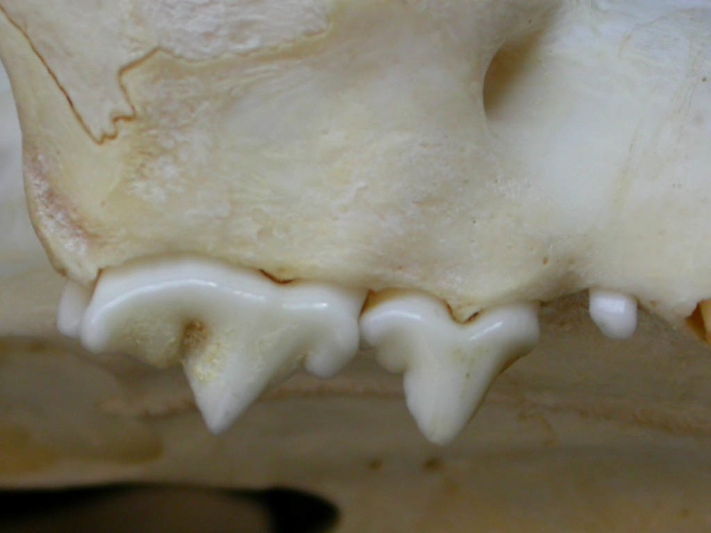 Dentition supérieure